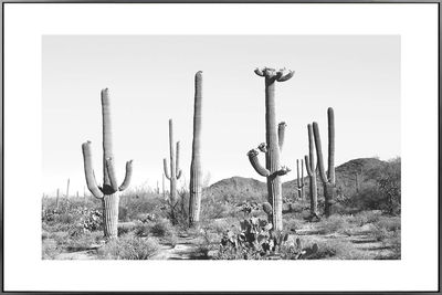 cacti Wall Art - 80cm x 120cm